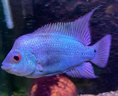 Thai silk Flowerhorn female, View more
