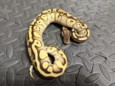 male pastel lesser yb het clown , View more