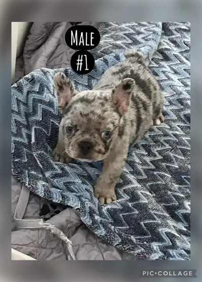 French Bulldog Puppies, View more