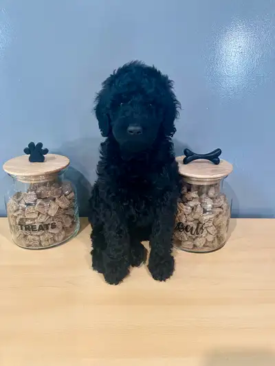 Goldendoodle, View more