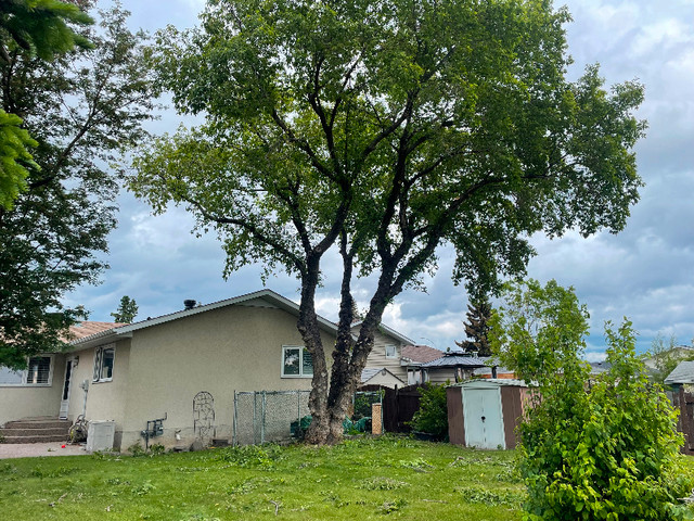 Do your trees require love? - Edmonton in Lawn, Tree Maintenance & Eavestrough in Edmonton - Image 4