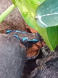 Super blue dart frogs