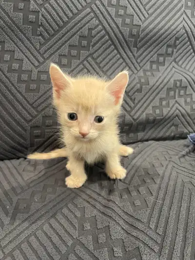 Kitten looking for new home, View more