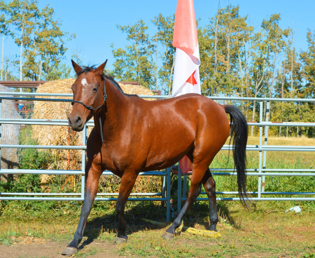 Iberian Warmblood Mare in Horses & Ponies for Rehoming in Edmonton - Image 3