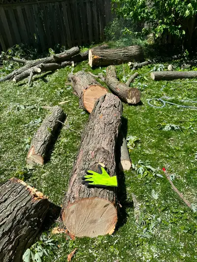 Free silver maple available Scarborough port union and 401, View more