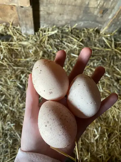 Turkey hatching eggs, View more
