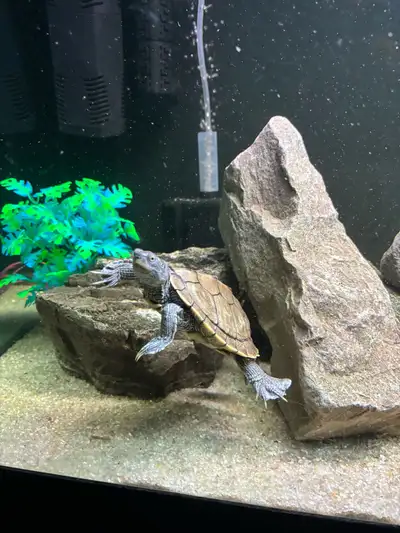 map turtle, View more