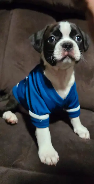 Last Frenchton baby, View more