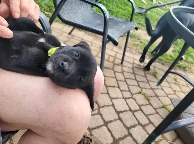 Looking for our Furever Home in Dogs & Puppies for Rehoming in Owen Sound - Image 5