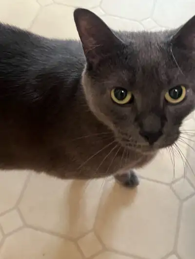 Blue Russian Male Cat Rehoming , View more