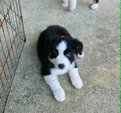 MINI AUSSIE PUPPIES, View more