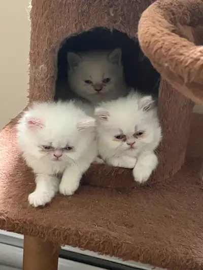 Chatons Persan disponibles à l’adoption. Ils sont vaccinés, vermifugés avec carnet de santé et kit d...