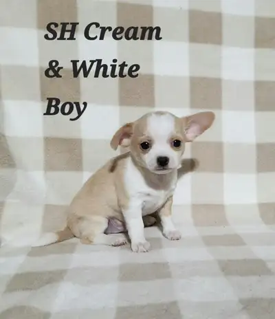 GORGEOUS CHIHUAHUA PUPPIES!!, View more