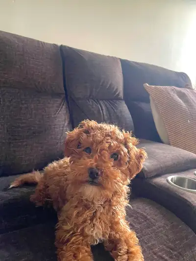 Rehoming - Adorable male Shihpoo Puppy Looking for a Loving Home, View more