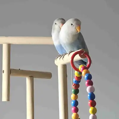 Young lovebirds for sale, View more