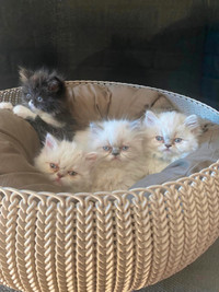 Himalayan/Persian Kittens