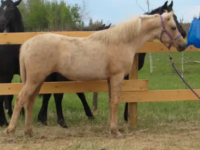 Registered arab/morgan filly, View more