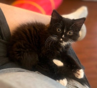 14 week old Kitten for Adoption