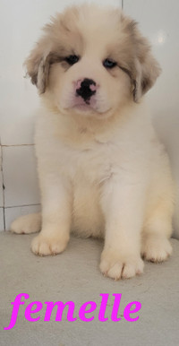 Chiots Montagne des Pyrenées x Bouvier Bernois x Berger Australi