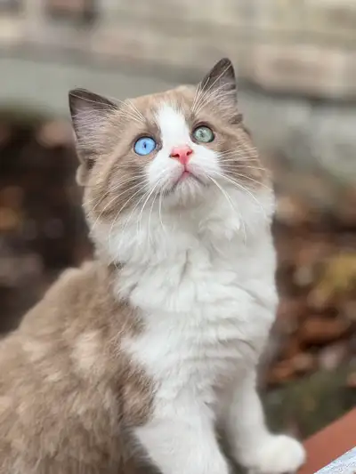 Rare Two-Colored Eyes Ragdoll Kitten, View more
