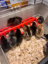Day old chicks hatching may 6