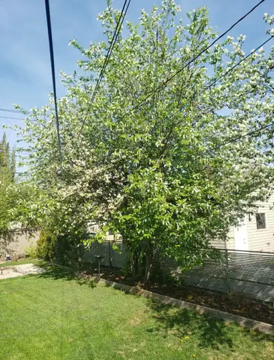 arborist for hire, View more