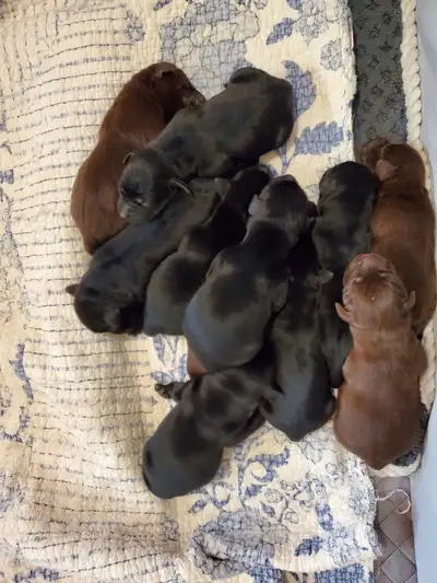 LABRADOR PUPPIES (UNREGISTERED) BORN: MAY 22, 2025 (RE-HOMING EXPECTED DATE JULY 19th,2025) CURRENTL...