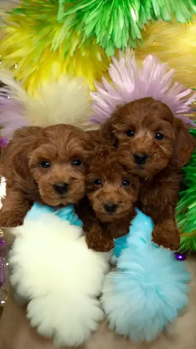 Beautiful Cockapoo Puppies – Vet Checked & 2-Year Guarantee, View more