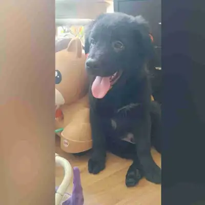 Cash only! No E-transfers Serious families only please and thank you. Will not be holding any pups w...