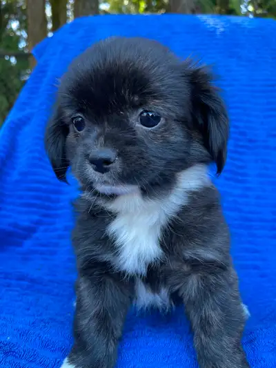 Adorable Puppies for sale, View more