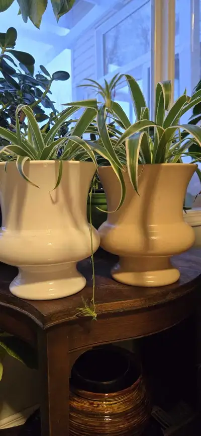 WHITE URN PLANTER WITH HEALTHY SPIDER PLANT, View more