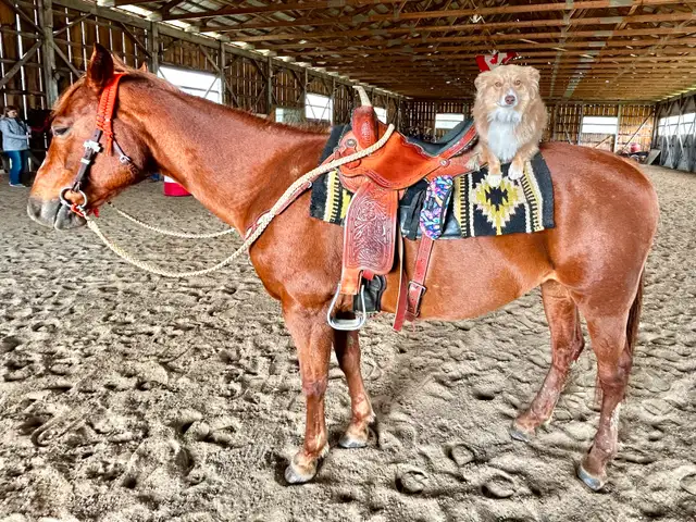 Quarter Horse Mare — part board in Horses & Ponies for Rehoming in Oshawa / Durham Region - Image 4