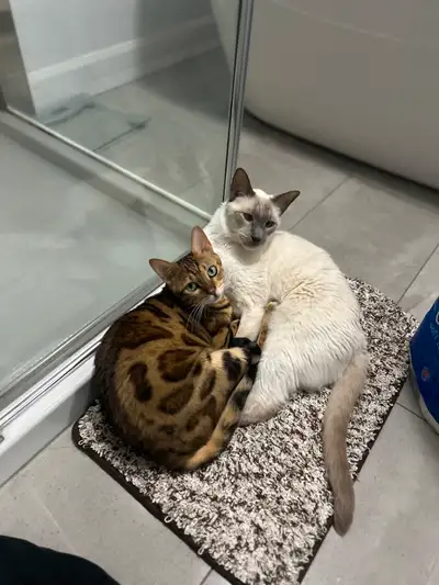 Chatte Bengal âgée de 2 ans, opérée et dégriffée aux 4 pattes. Raison de la vente: ne s’entend plus...
