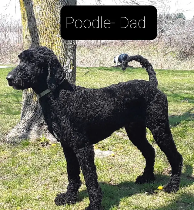 Shepherd/Rotti mix Poodle puppy for rehoming in Dogs & Puppies for Rehoming in Hamilton - Image 8