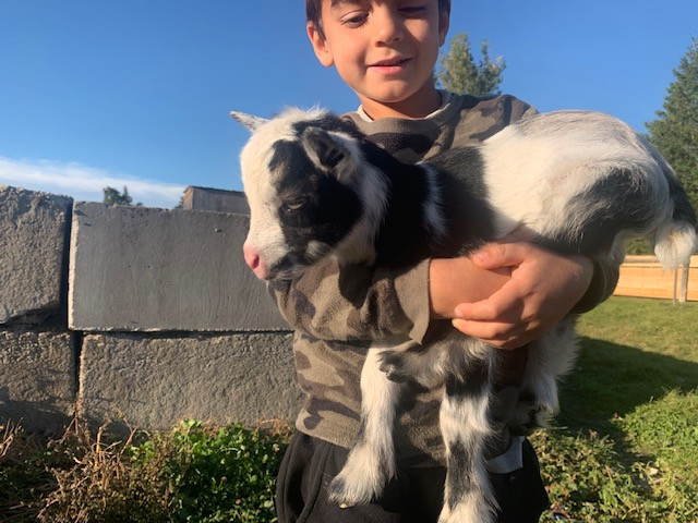 Blue Eye Nigerian Dwarf Goats Kids in Livestock in Barrie - Image 2