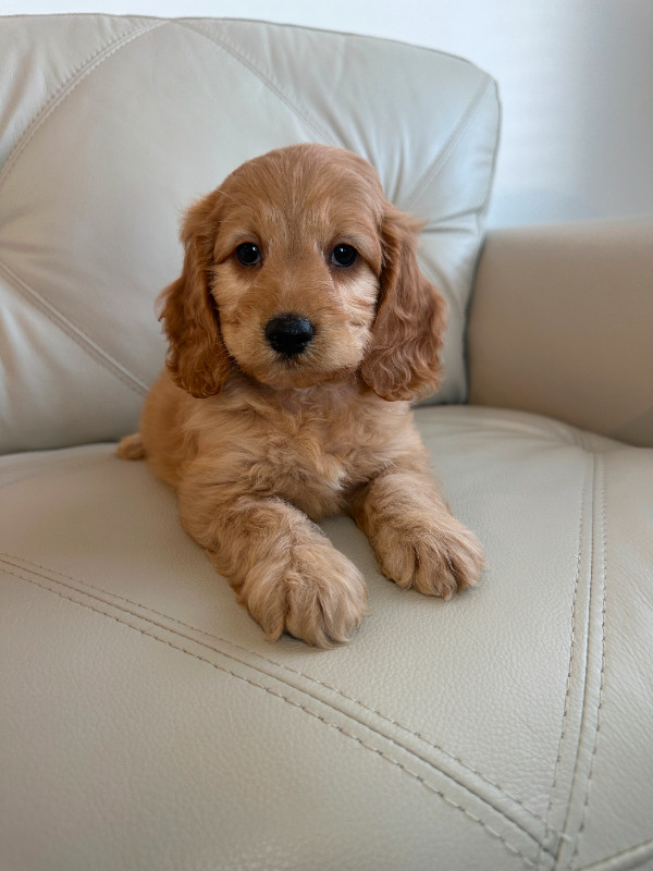 Miniature Cockapoo Puppies in Dogs & Puppies for Rehoming in City of Toronto - Image 4