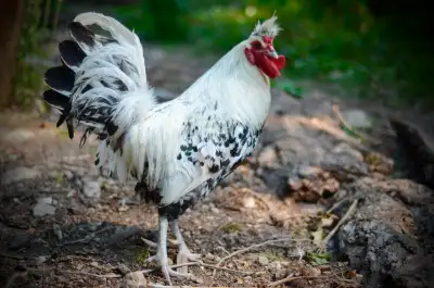 Rare Silver Appenzeller Spitzhauben Roosters, View more