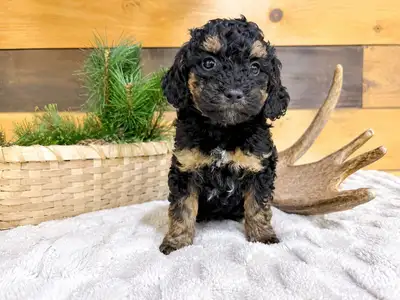 Mini  Bernedoodles F1BB, View more