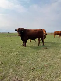 2 Year Old Red Angus Bull