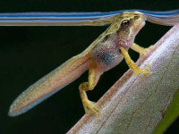 Wanted: Looking for any type of treefrog tadpoles...