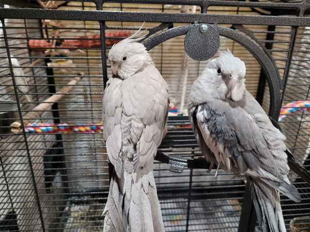 Bonded pair of Cockatiels in Birds for Rehoming in Brantford