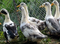 Ancona ducklings