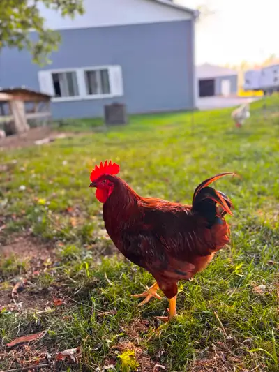 Young Roosters For Sale, View more