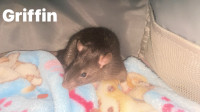 Bonded Male Rats