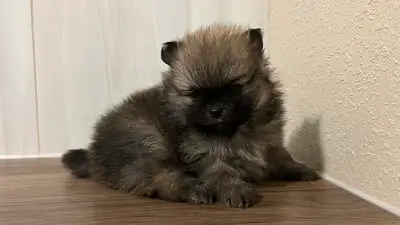 Pomeranian puppies, View more