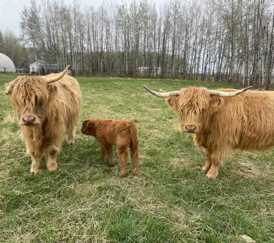 Purebred highland cows (2) and calf  