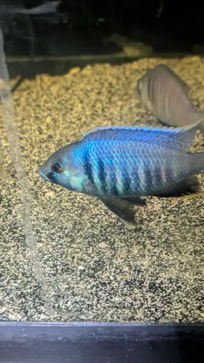 Deep water haps cichlids, View more