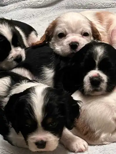 King Charles Spaniel/cocker spaniel puppies 4 sale