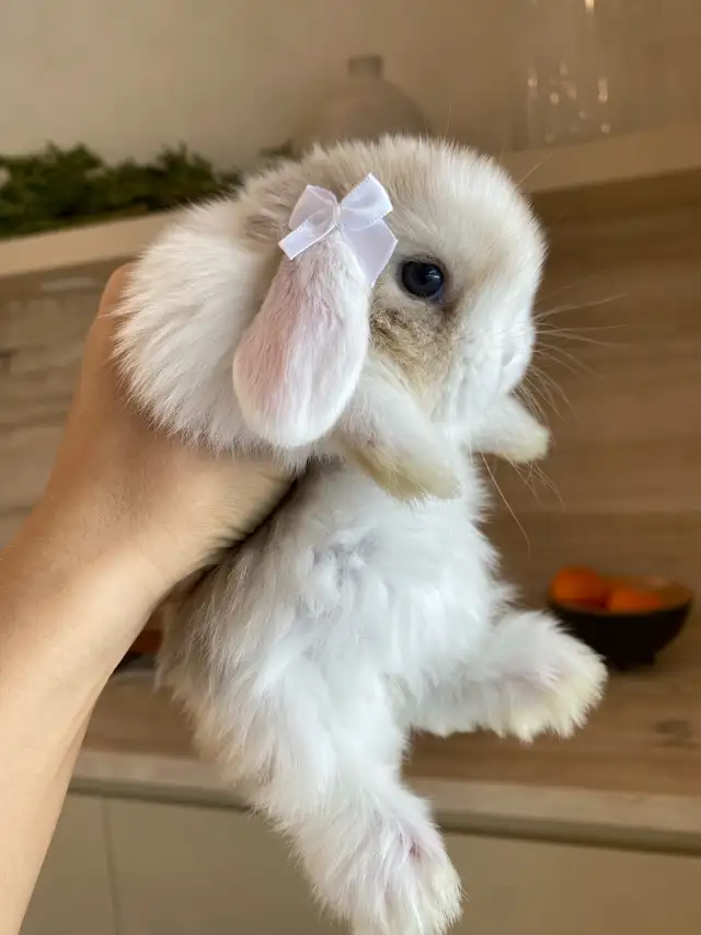 purebred holland lop bunny in Small Animals for Rehoming in Mississauga / Peel Region - Image 4