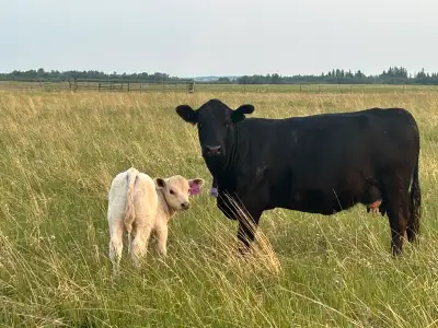 Approximately 120 red and black cow/calf pairs. First and second calvers. Last calve born May 20. An...